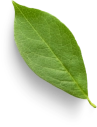 Antoniosi